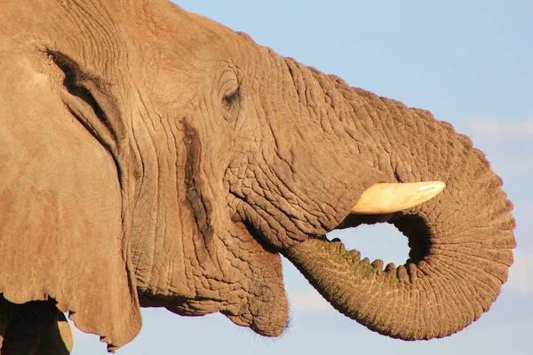 Doğal Yaşam Alanında Görkemli Afrika Fili — Stok fotoğraf