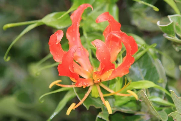 close-up shot of fire lily flower on blurred background