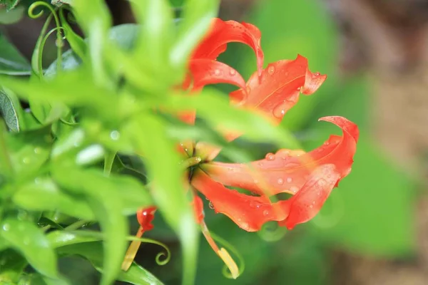 close-up shot of fire lily flower on blurred background