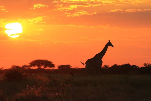 Scenic Shot Beautiful Giraffe Savannah Front Sunset — Stock Photo, Image