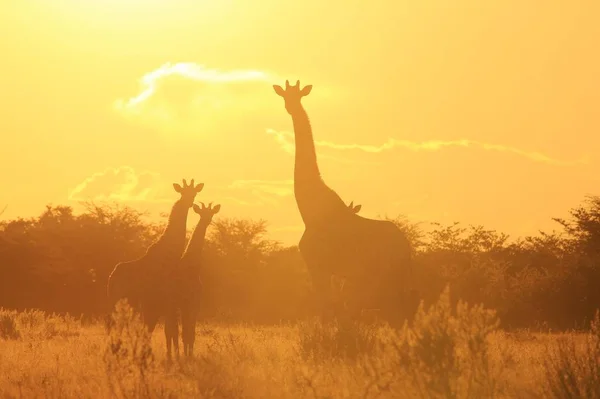 Plan Panoramique Belle Famille Girafes Savannah Face Coucher Soleil — Photo