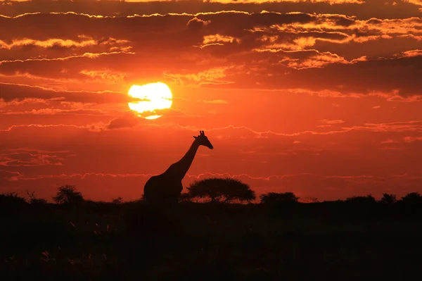 Plan Panoramique Belle Girafe Savannah Face Coucher Soleil — Photo