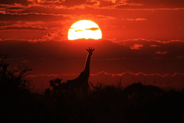 Scenic shot of beautiful giraffe in Savannah in front of sunset