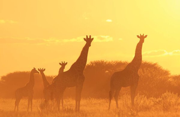 Scenic shot of beautiful giraffes family in Savannah in front of sunset