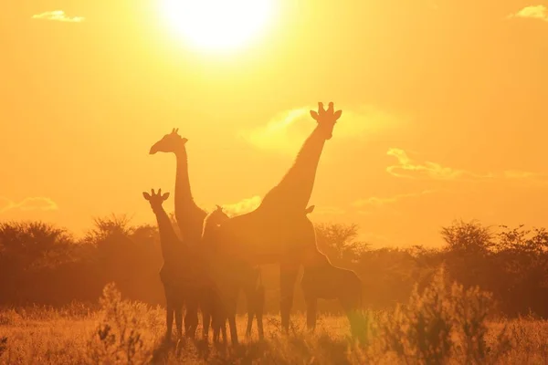 Plan Panoramique Belle Famille Girafes Savannah Face Coucher Soleil — Photo