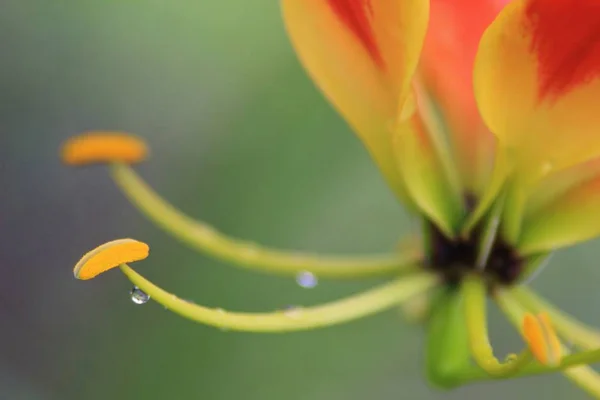 Zbliżenie Kwiat Lilia Ognia Niewyraźne Tło — Zdjęcie stockowe
