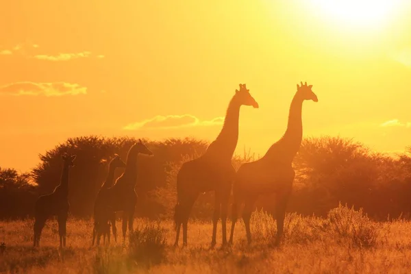 Plan Panoramique Belle Famille Girafes Savannah Face Coucher Soleil — Photo