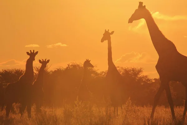 Pintoresca Foto Hermosa Familia Jirafas Savannah Frente Atardecer — Foto de Stock