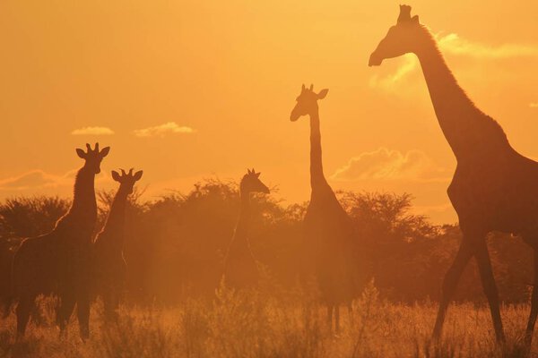 Scenic shot of beautiful giraffes family in Savannah in front of sunset