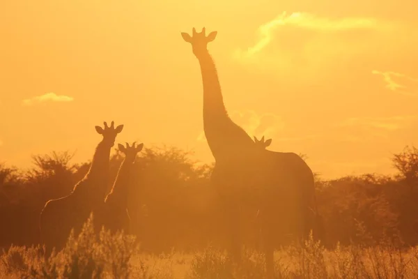 scenic shot of beautiful giraffes family in Savannah in front of sunset