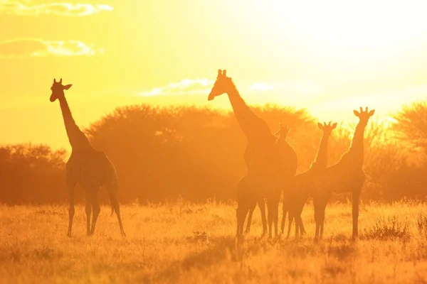 Plan Panoramique Belle Famille Girafes Savannah Face Coucher Soleil — Photo