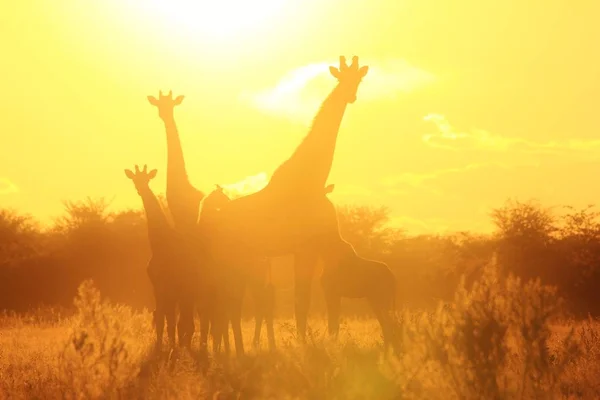 Plan Panoramique Belle Famille Girafes Savannah Face Coucher Soleil — Photo