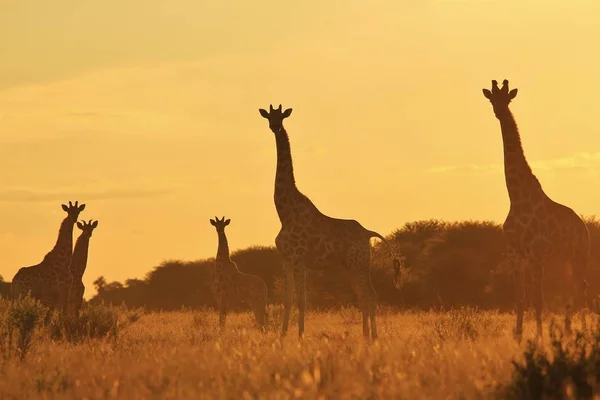 Foto Cênica Bela Família Girafas Savannah Frente Pôr Sol — Fotografia de Stock