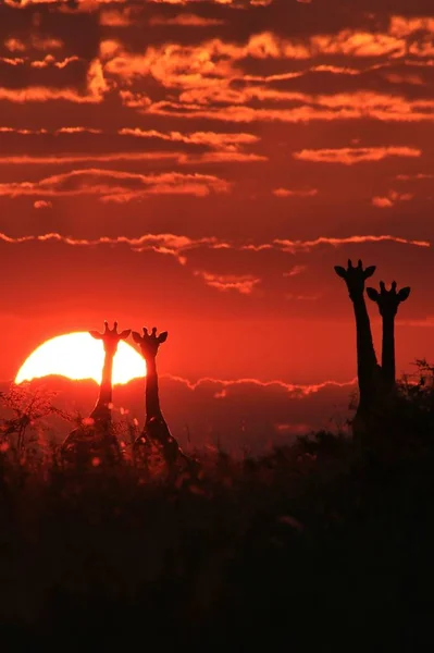 Scenic Shot Van Prachtige Giraffen Familie Savannah Voor Zonsondergang — Stockfoto