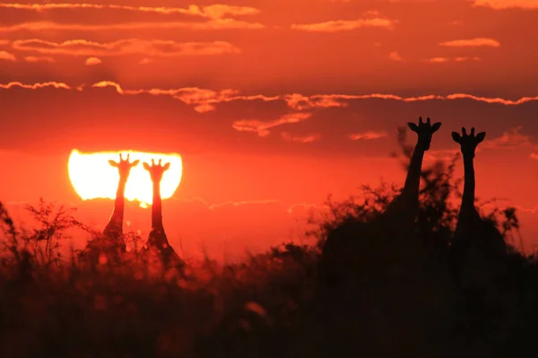 Plano Escénico Hermosa Jirafa Savannah Frente Puesta Del Sol — Foto de Stock