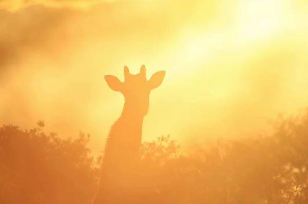 Plan Panoramique Belle Girafe Savannah Face Coucher Soleil — Photo