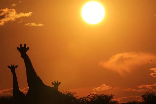 Plan Panoramique Belle Girafe Savannah Face Coucher Soleil — Photo