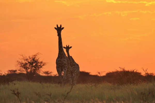 Plan Panoramique Belle Famille Girafes Savannah Face Coucher Soleil — Photo