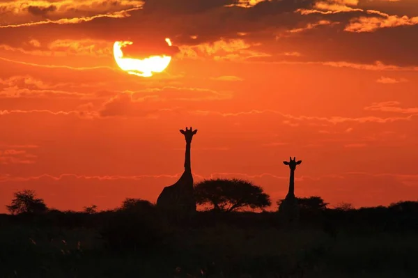 Scenic Shot Pięknej Rodziny Żyrafy Savannah Przed Zachodem Słońca — Zdjęcie stockowe