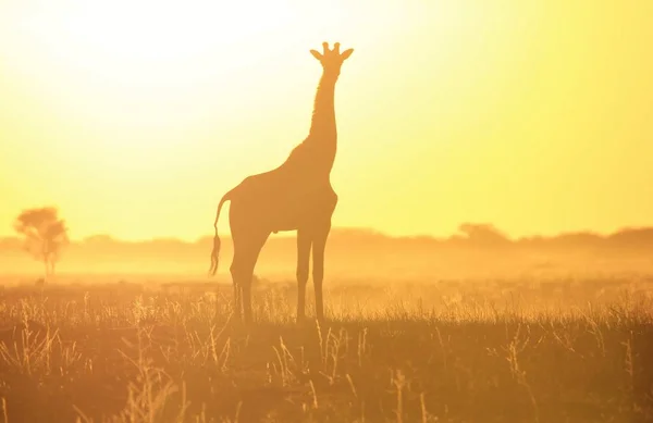 Plan Panoramique Belle Girafe Savannah Face Coucher Soleil — Photo