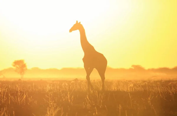 Plan Panoramique Belle Girafe Savannah Face Coucher Soleil — Photo