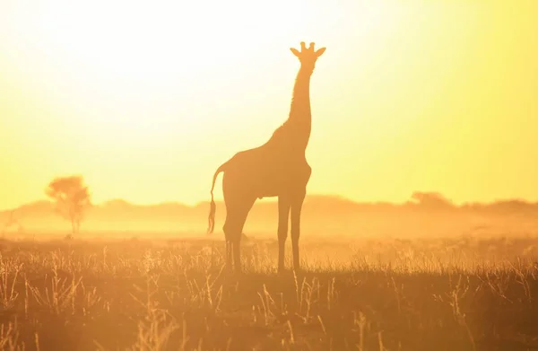 Plan Panoramique Belle Girafe Savannah Face Coucher Soleil — Photo