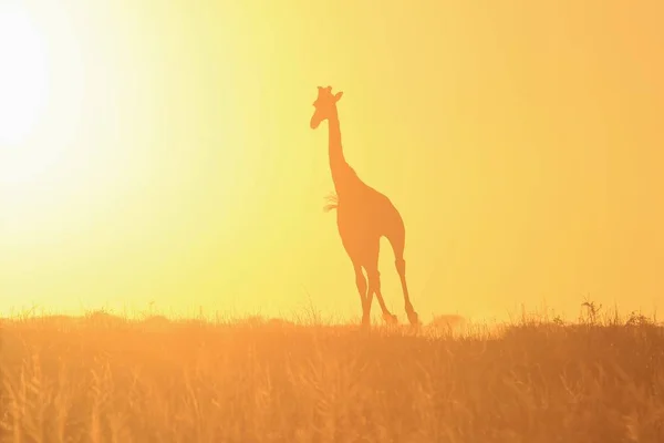 Plan Panoramique Belle Girafe Savannah Face Coucher Soleil — Photo