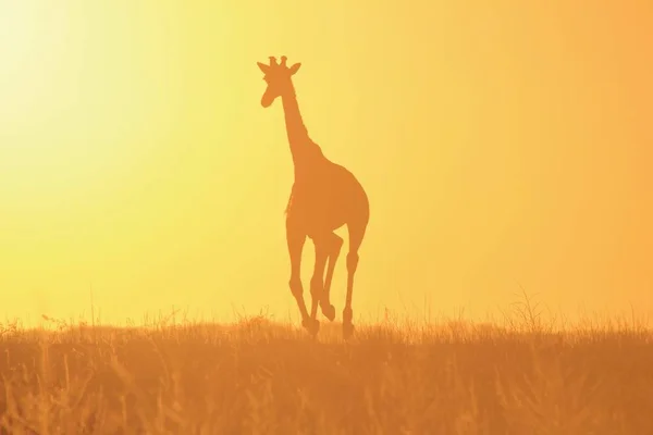 Plan Panoramique Belle Girafe Savannah Face Coucher Soleil — Photo