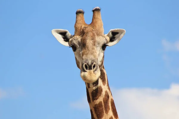 Colpo Scenico Bella Giraffa Savannah — Foto Stock