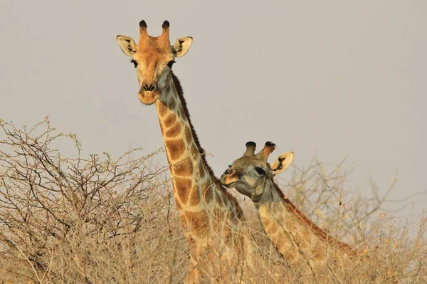 Festői Lövés Gyönyörű Zsiráfok Savannah — Stock Fotó