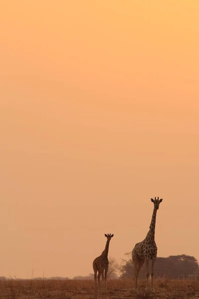 Malownicze Ujęcie Pięknych Żyrafy Savannah — Zdjęcie stockowe