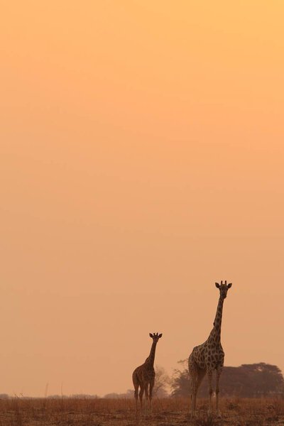 Scenic shot of beautiful giraffes in Savannah