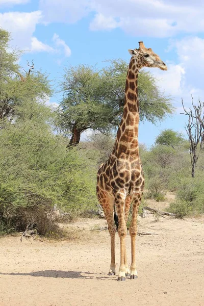 Savannah Güzel Zürafa Doğal Çekim — Stok fotoğraf