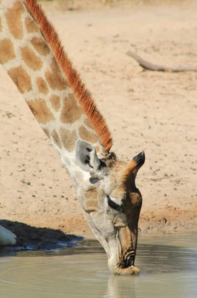 Malownicze Ujęcie Pięknej Żyrafy Savannah — Zdjęcie stockowe