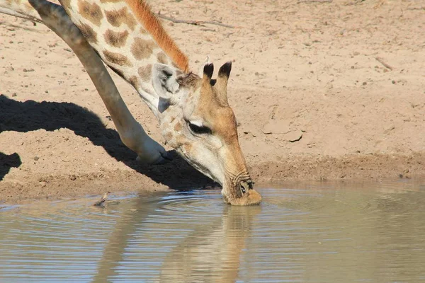 Schilderachtige Shot Van Mooie Giraffe Savannah — Stockfoto