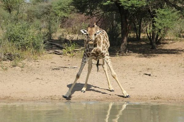 美丽的长颈鹿在萨凡纳的风景拍摄 — 图库照片