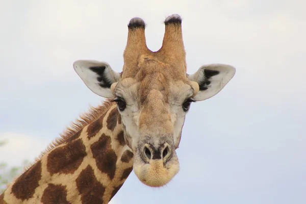 Foto Cênica Bela Girafa Savannah — Fotografia de Stock