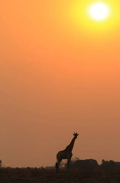 Malebná Střela Krásného Žirafu Savannah — Stock fotografie