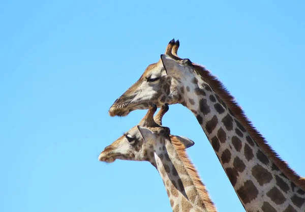 Foto Cênica Girafas Bonitas Savannah — Fotografia de Stock