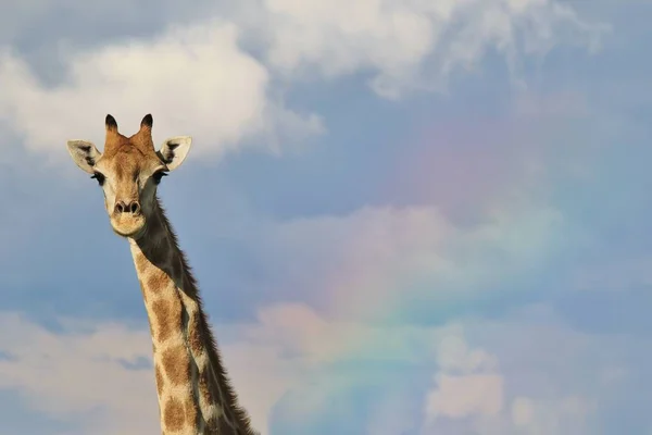 Colpo Scenico Bella Giraffa Savannah — Foto Stock