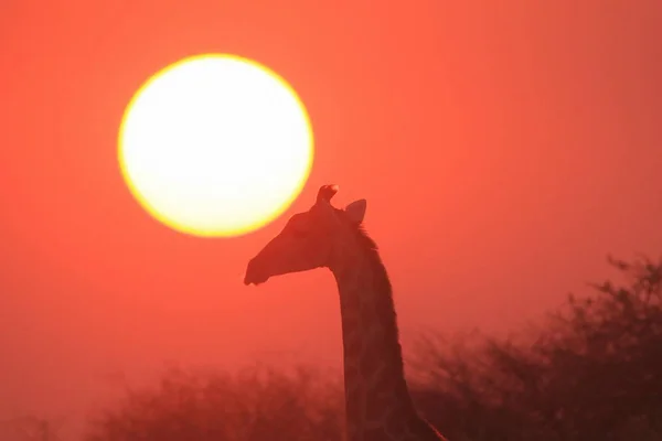 Plan Panoramique Belle Girafe Savannah Face Coucher Soleil — Photo