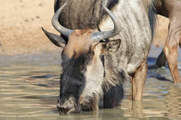 Plan Panoramique Belle Antilope Sauvage Dans Habitat Naturel — Photo