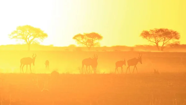 Malownicza Strzał Pięknych Dzikich Gnu Naturalnym Siedlisku Zachodzie Słońca — Zdjęcie stockowe