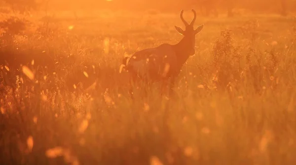 Scenic Shot Van Prachtige Wilde Gnoes Natuurlijke Habitat Zonsondergang — Stockfoto