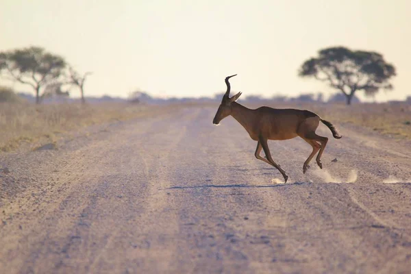 Naturskön Bild Vackra Vilda Vildaste Naturliga Habitat — Stockfoto