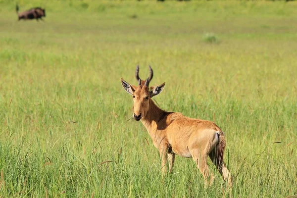 Foto Cênica Belos Gnus Selvagens Habitat Natural — Fotografia de Stock