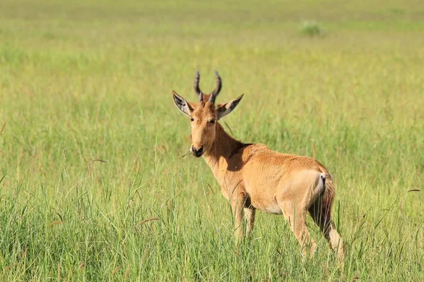 Foto Cênica Belos Gnus Selvagens Habitat Natural — Fotografia de Stock