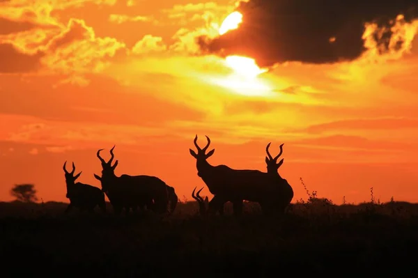 Malownicza Strzał Pięknych Dzikich Gnu Naturalnym Siedlisku Zachodzie Słońca — Zdjęcie stockowe