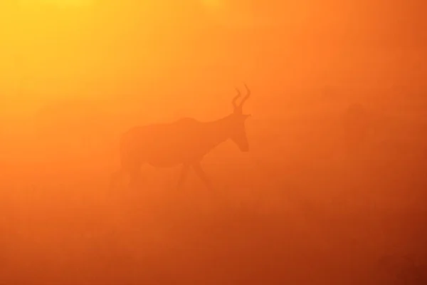 Scenic Shot Pięknej Dzikiej Gnu Naturalnym Siedlisku Zachodzie Słońca — Zdjęcie stockowe