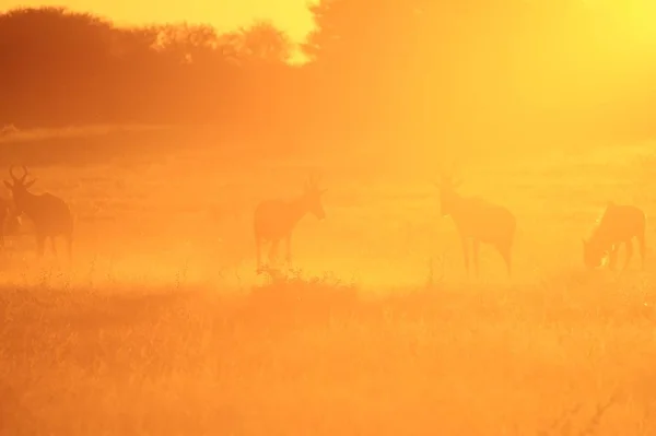 scenic shot of beautiful wild wildebeests in natural habitat on sunset